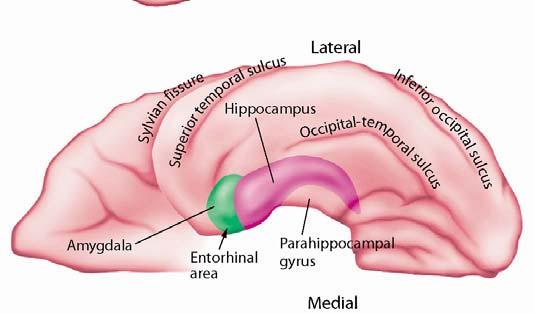 temporal lobe systems are