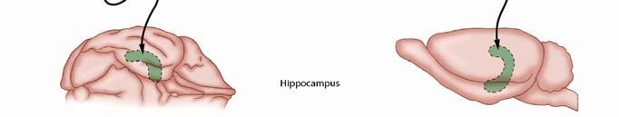 28 Information flow between neocortex & hippocampus Fig