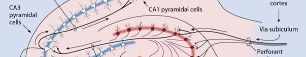 between the parahippocampal cortex and the granule cells of the dentate gyrus