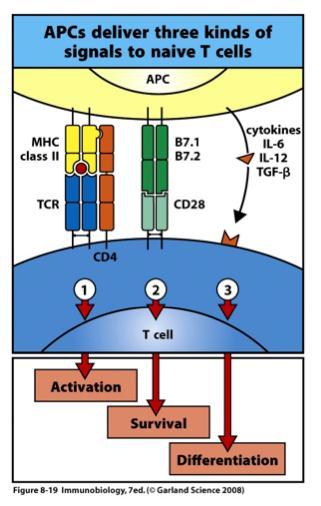 Activation of naïve T cells requires 3 kinds of signals, delivered by antigen presenting cells 1. TCR and foreign peptide:mhcii complex is indicator for activation 2. Co-stimulatory signal eg.
