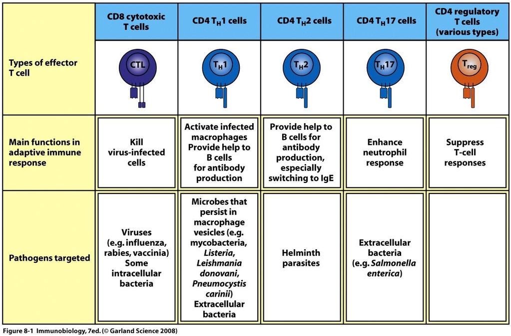 T cells in humoral and