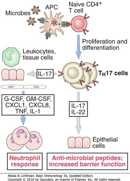 CD4+ T H 17 cells Naïve CD4+ T cells respond to specific peptide:mhcii (and costimulation) by making IL-2 and proliferating.