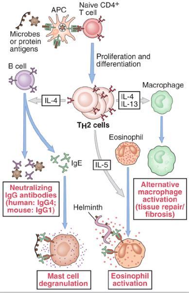 CD4+ T H 2 cells TH2 cells produce the cytokine IL-4, which stimulates production of IgE, and IL-5, which activates eosinophils IgE participates in activation of mast