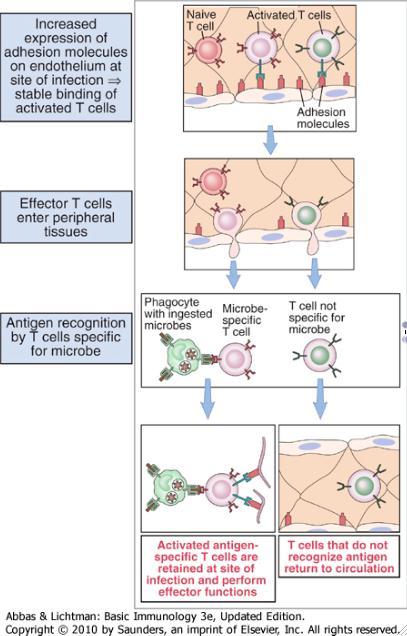 Effector T cells migrate to sites of infection by using receptors that bind to ligands that are induced on endothelium by cytokines produced during innate immune responses to microbes.