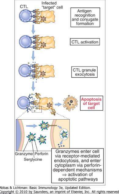 Killing by CD8+ cytotoxic T lymphocytes CTLs recognize MHCI-associated peptides (peptide antigens derived from intracellular microbes) and form tight adhesions ( conjugates )