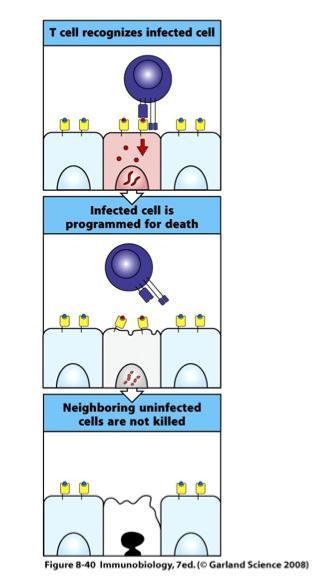 Cytotoxic T cells kill target cells bearing