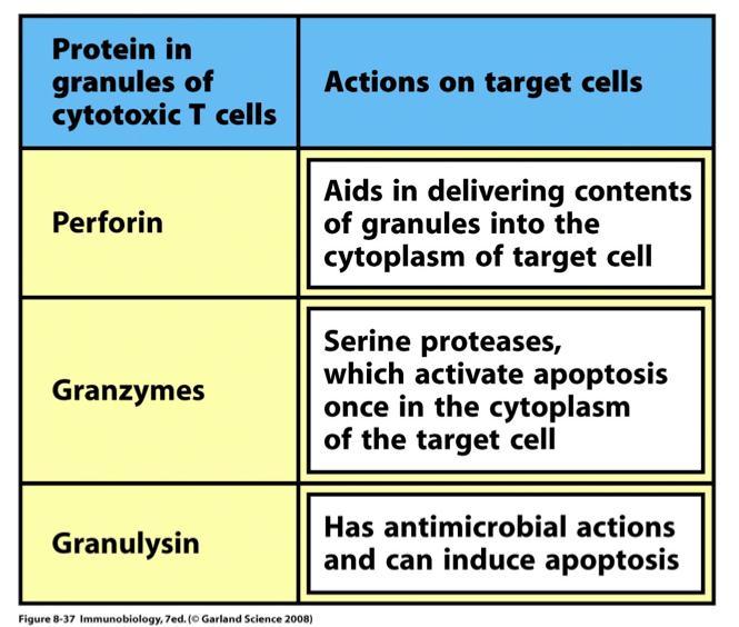 uninfected cells Cytotoxic effector proteins that