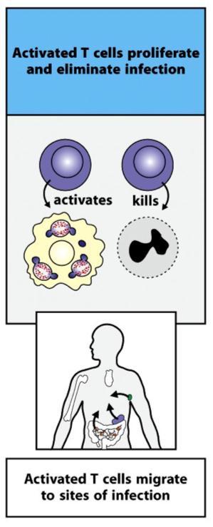 Activated T cells become effector cells Mature T cells that encounter their specific (cognate) antigen are activated Activation leads to clonal expansion and differentiation into effector T cells,