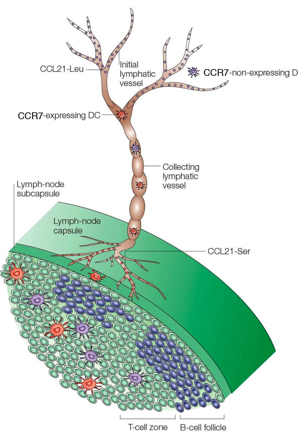 12/18/17 CCR7+-DCs migrate to lymph nodes CC-Chemokine Receptor 7 (CCR7) -is the receptor for CC-Chemokine ligand 19 (CCL19)