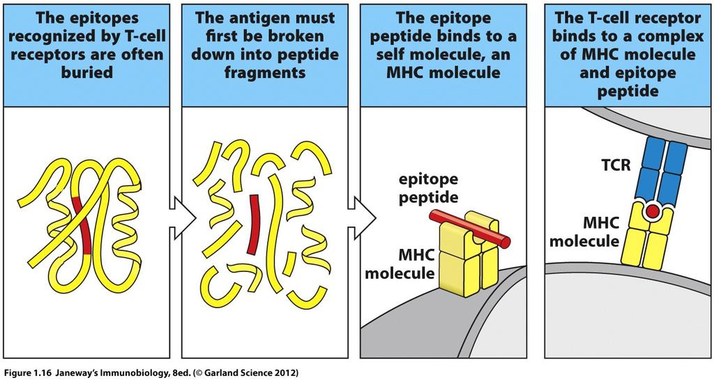 TCR recognizes fragments of proteins Antigenic protein Antigenprocessing Antigen- Presentation Antigenrecognition APC APC MHC MHC Peptide TCR* T-cell For