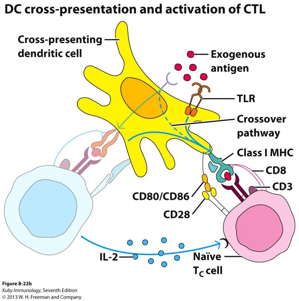 Cross-presentation of exogenous antigens Dendritic cells appear to be the primary
