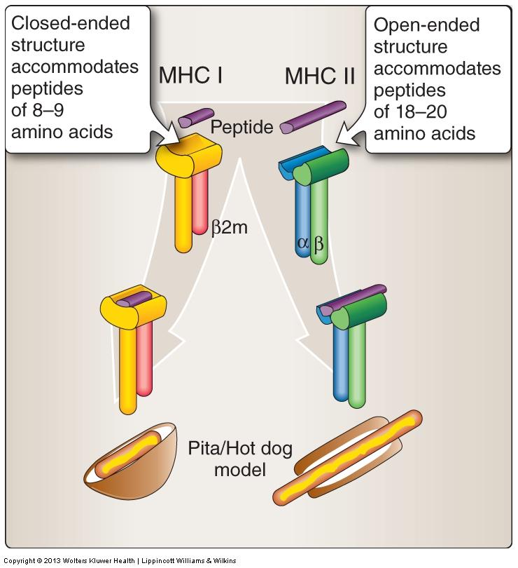 pathway This allows for their presentation on MHC class I molecules, priming CD8+ T-cell