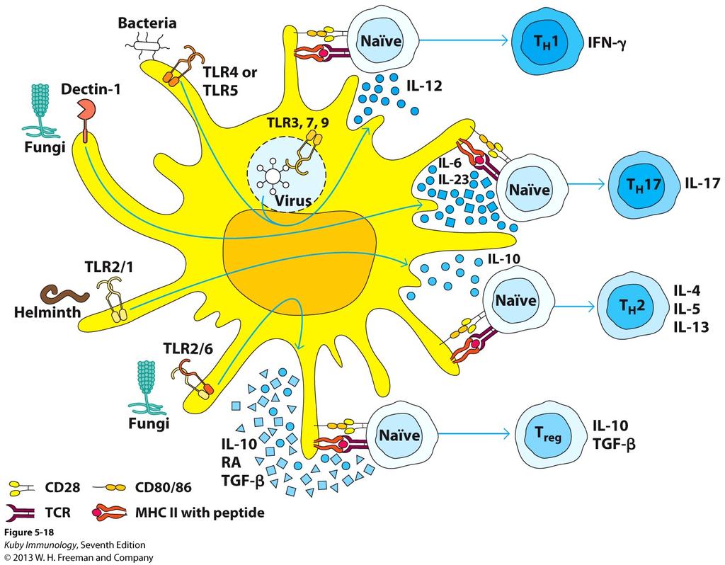 A constant interplay between the two systems exists Dendritic cells are a key bridge DC effector functions are controlled by external stimuli no pathogen