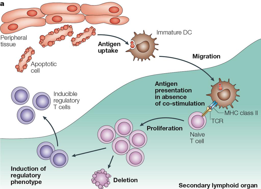 DC functions: peripheral T cell