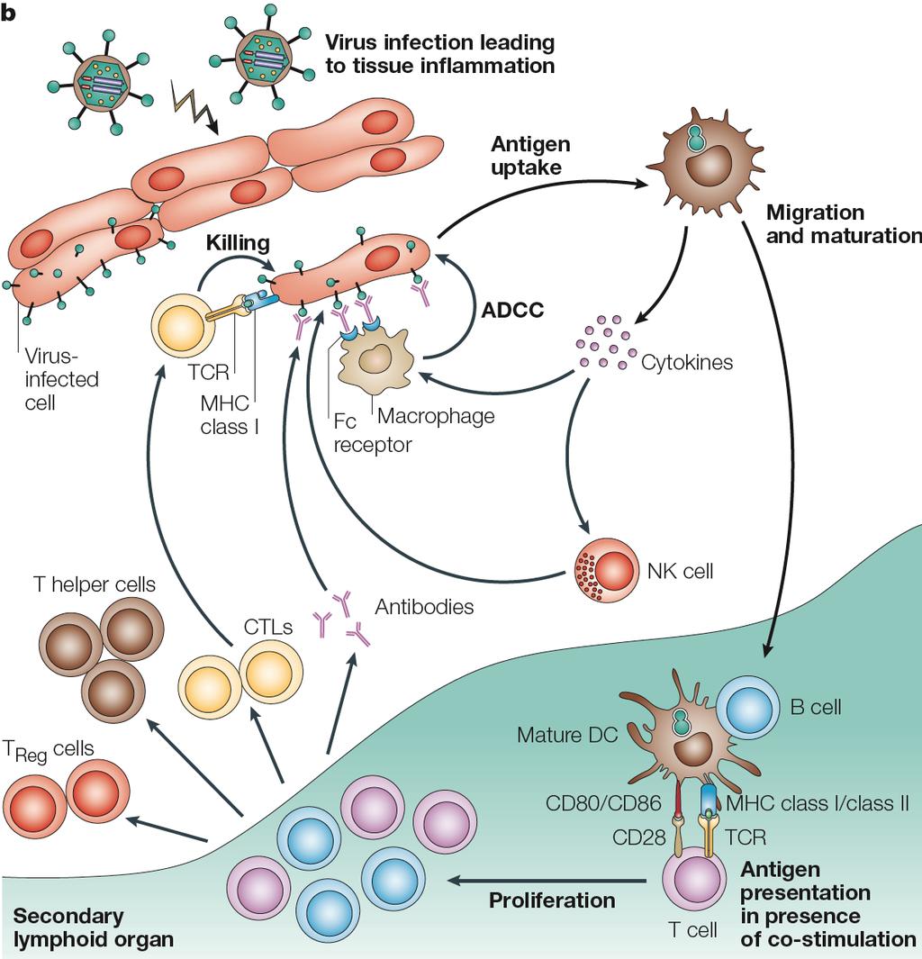 DC functions: T cell immunity Banchereau and Palucka Nat Rev