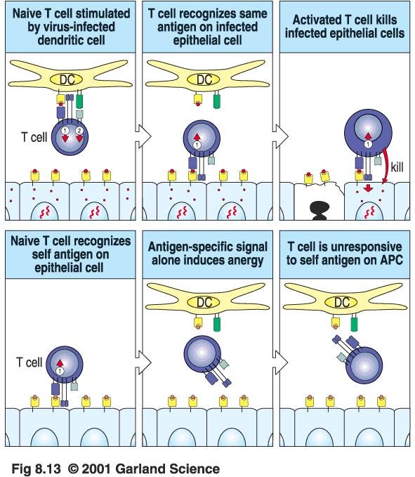 T-cell activation and the two-signal hypothesis T cells require antigen presentation as a first signal Other molecular interactions can provide the second required activation signal Once activated, T