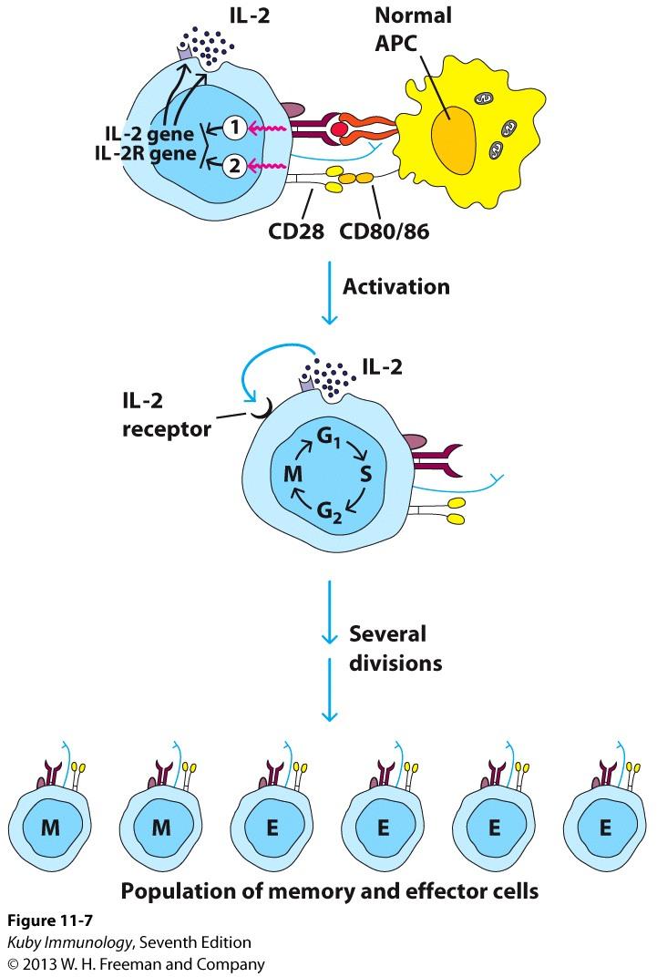 T-cell differentiation Initial activation signals 1 and 2