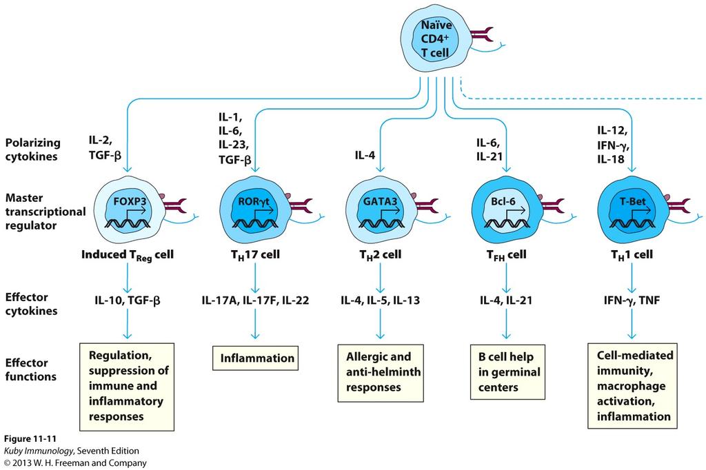 T-cell differentiation Effector T helper subsets an overview T-cell differentiation Effector T helper subsets Differentiation and function of T H 1/T H 2 cells IL-12, IL-18, and IFN-γ induce T H 1