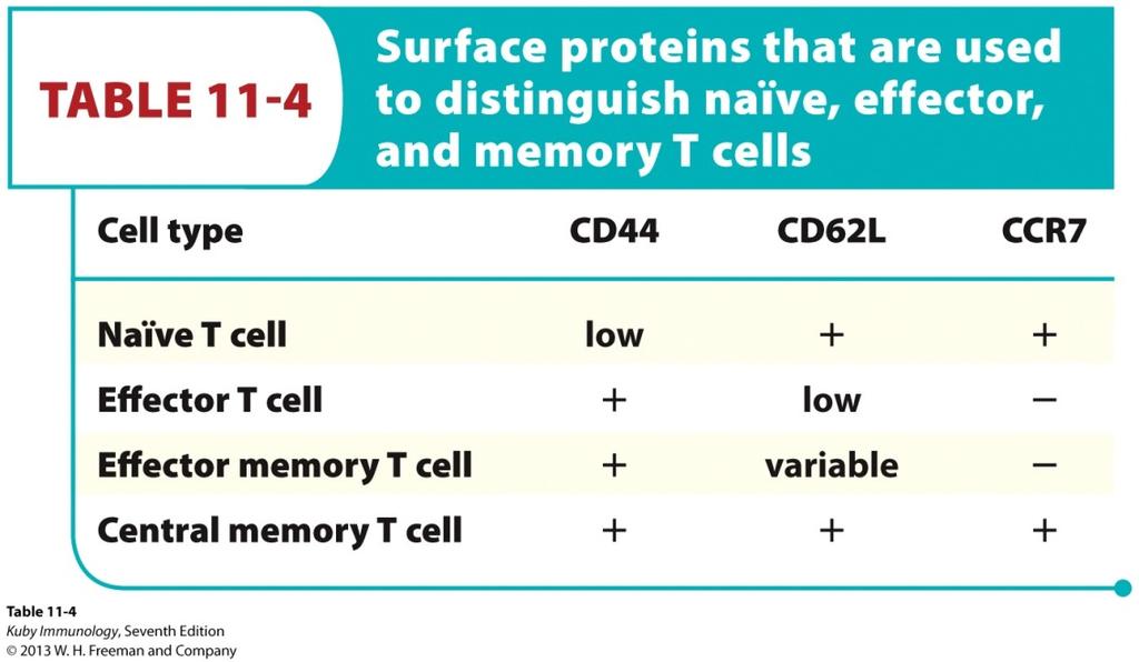 T-cell memory Naïve, effector, and memory T cells display broad differences in surface protein expression Three surface markers can differentiate the sets CD44 increases in response to activation