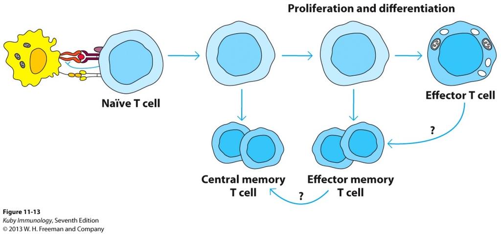T-cell memory How and when do memory cells arise?