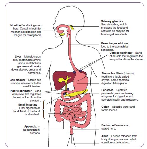 Structure of the Human Digestive System Humans eat for two reasons energy and nutrients to keep the body healthy. Energy is consumed in the form of carbohydrates or lipids.