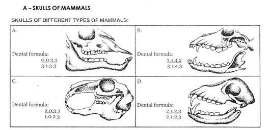 e skulls of various types of an