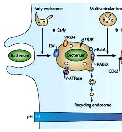 Early events may begin as early as during phagosome sealing Early events Early phagosome gains properties of early endosomes (fusion