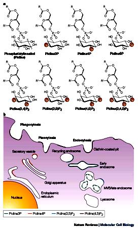 continual recycling of endosomes Phosphoinositides are phosphorylated lipids produced at cell membranes during signaling events.