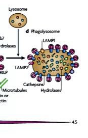 phagosome and lysosomes via microtubule motor complex MHC II preentation Increase in Cathepsins and Hydrolases Mature