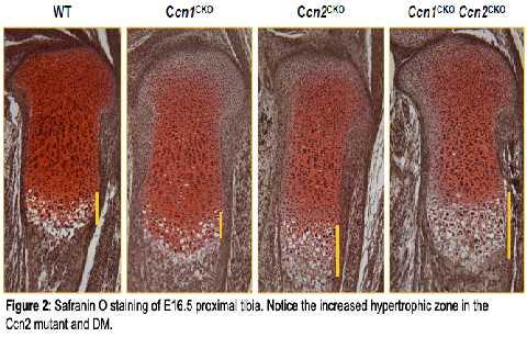 To further examine the effects of CCN1 and CCN2 on limb development, we examined their effect on chondrocyte proliferation and apoptosis.