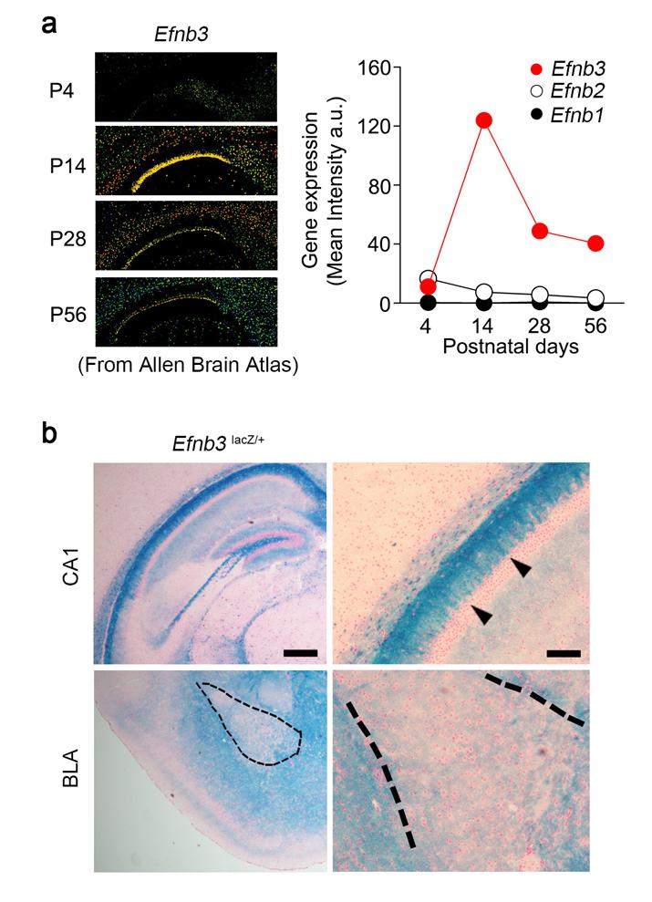 Zhu et al, page 3 Supplementary Figure 3: Expression of eb3 in hippocampal CA1 area but not in amygdala.