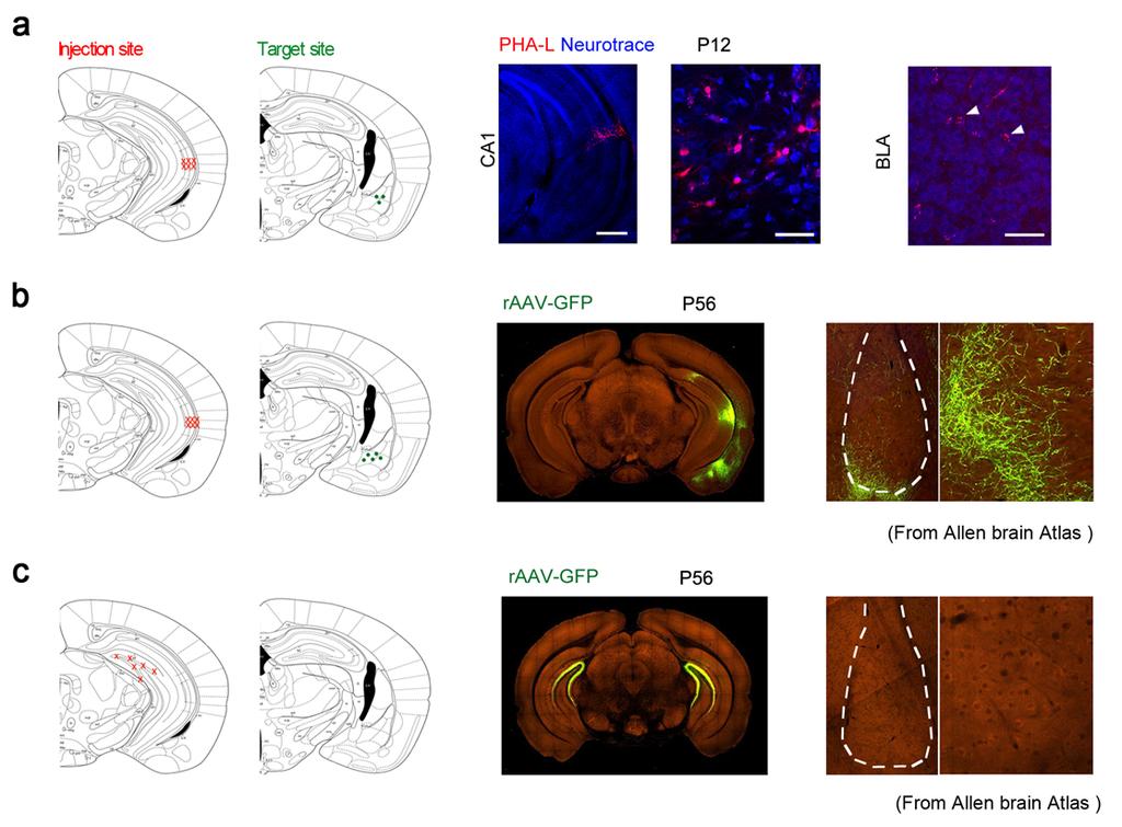 Zhu et al, page 8 Supplementary Figure 8: Neural projection of hippocampus and amygdala neurons in juvenile and adult mice.