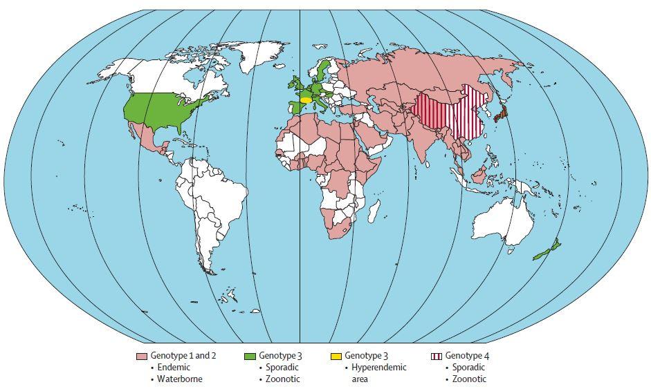 Figure 1.3: Geographical distribution of HEV cases and prevalence of genotypes (Reproduced with permission from the publisher (126)) 1.7.3. Pathogenesis The first attempt to understand HEV pathogenesis was initiated before HEV was completely identified.