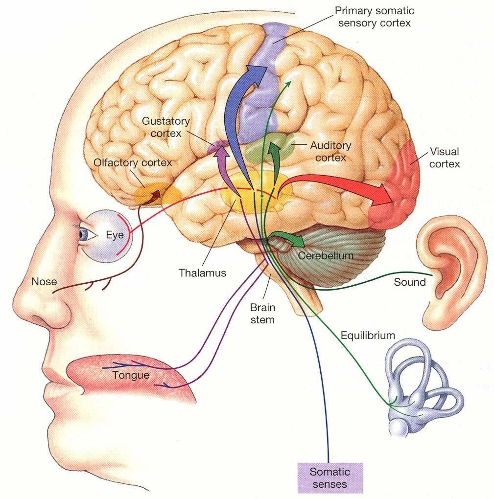 Sensory Systems Question: What is the role of the afferent division of the nervous system?
