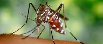 Chikungunya Virus (CHIKV) Virology Discovered in 1953, Africa Makonde: "that