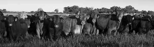 MSA18 tips&toolsp MEAT STANDARDS AUSTRALIA Using the to optimise beef eating quality What is the?