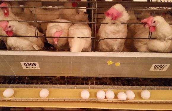 Material & Methods Data collection Dietary analysis Feed intake Daily egg production