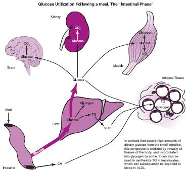 Kidney Muscle Brain Glucose Adipose