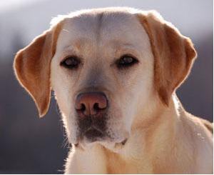 Patterns of Inheritance Review Game Page 3 10 oat color in Labrador retrievers is an example of epistasis, in which a single trait is influenced by two separate genes.