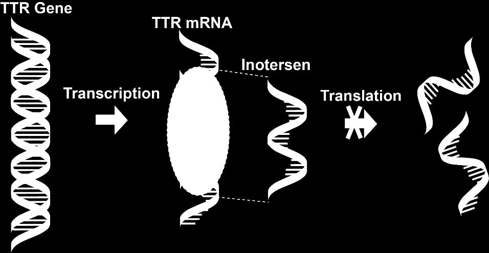 degradation of TTR mrna and lowering of TTR protein production Inotersen reduces production of both mutant TTR and wildtype TTR protein by the