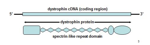 Becker and Duchenne muscular dystrophy Mutations in the dystrophin gene BMD is a less-severe disease (patients are still walking after 16 yrs) DMD is a more-severe disease (patients are not