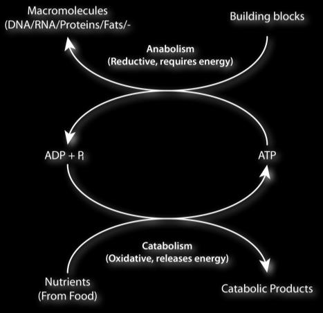 Metabolic energy For aa bb G = G + RTln(*B+b/*A+a) For aa + cc bb + dd G =