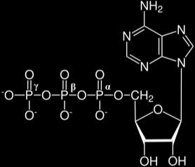 ATP(adinosine tryphosphate) *Adenine is a nitrogeneous base and the adenosine is an adenine molecule attached to a pentose sugar by a glycosidic bond.