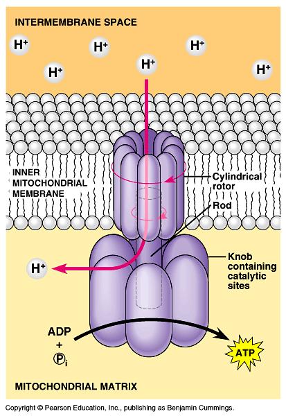 Oxidative Phosphorylation and ATP generation ATP Generation : Membrane-embedded protein complex, ATP synthase Proton-motive force Direct formation of ATP by Chemiosmosis Chemiosmosis: the coupling of