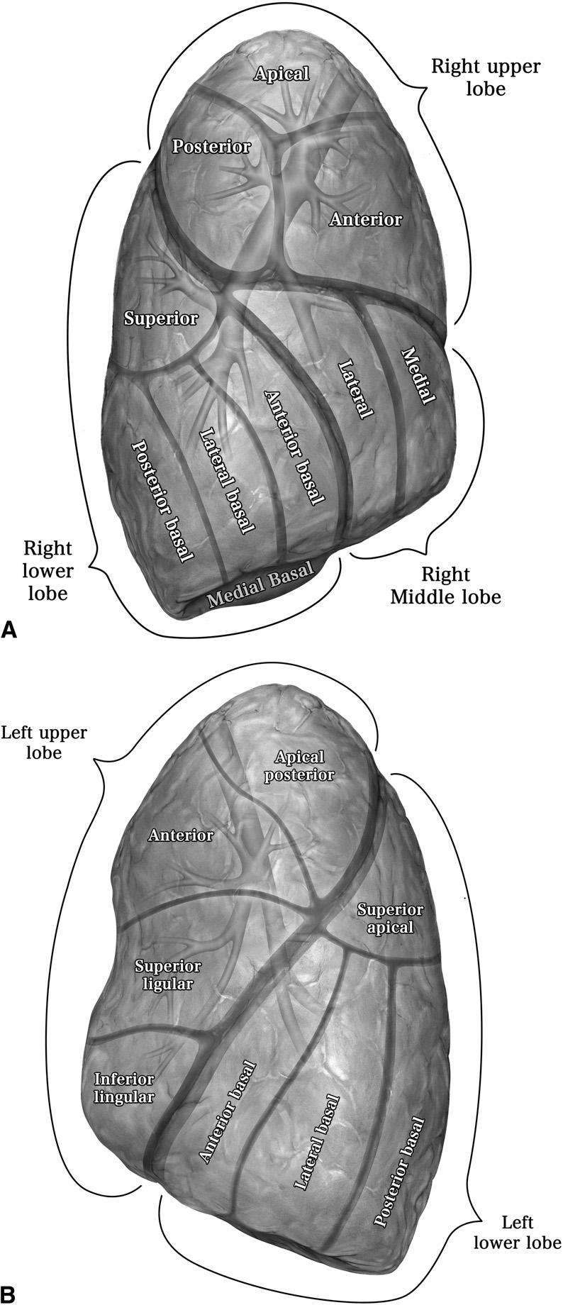 Minimally invasive segmentectomy 109 Operative Technique Segmental Anatomy Figure 1 Right lung segmental anatomy (A), Left lung segmental anatomy (B). Figurative diagram of segmental anatomy.