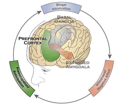 Development of Substance Use Disorders Seek substances after abstinence Background or tonic craving Slowly change state Induced by abstinence Fades over time Insula