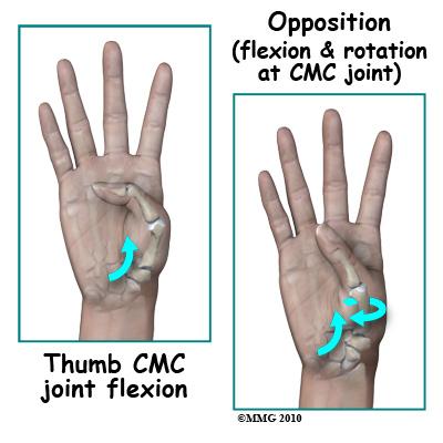 The thumb metacarpal is a tubular bone; the distal end (far end) is a round knob that forms a joint with the proximal phalanx of the thumb.