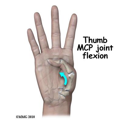 The MCP joint has a great deal of motion in bending the thumb. The proximal carpometacarpal (CMC) joint has a great deal of motion in several directions.