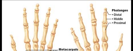 Clinical Anatomy Eight carpal