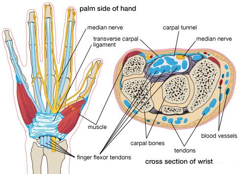 Clinical Anatomy Twelve flexor tendons of the wrist Originate in the medial part of the forearm and